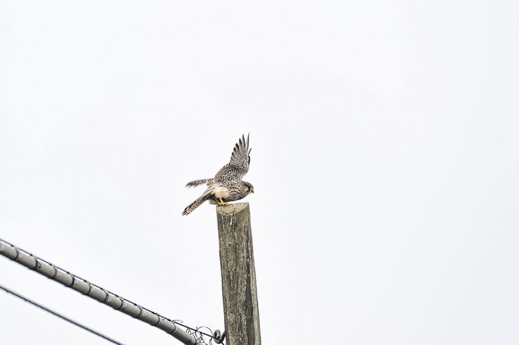 Gheppio (Falco tinnunculus)